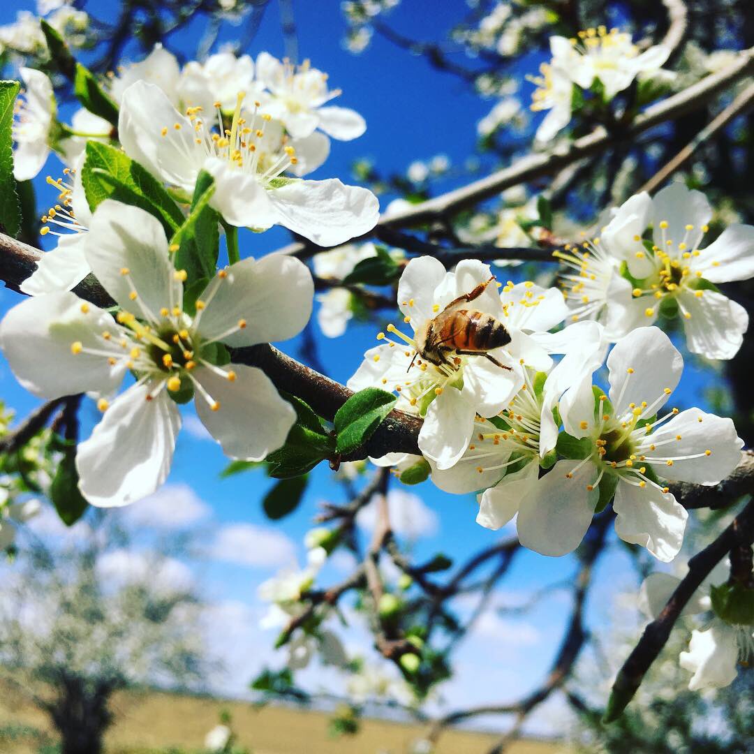 AusPrunes's tweet image. Australian prunes orchards are in full bloom and humming loudly with busy bees 🐝.                                      #australianfarmers #australianproduce #australianspring #riverinansw #angasparkprunes #verityprunes #healthfoodonitsway