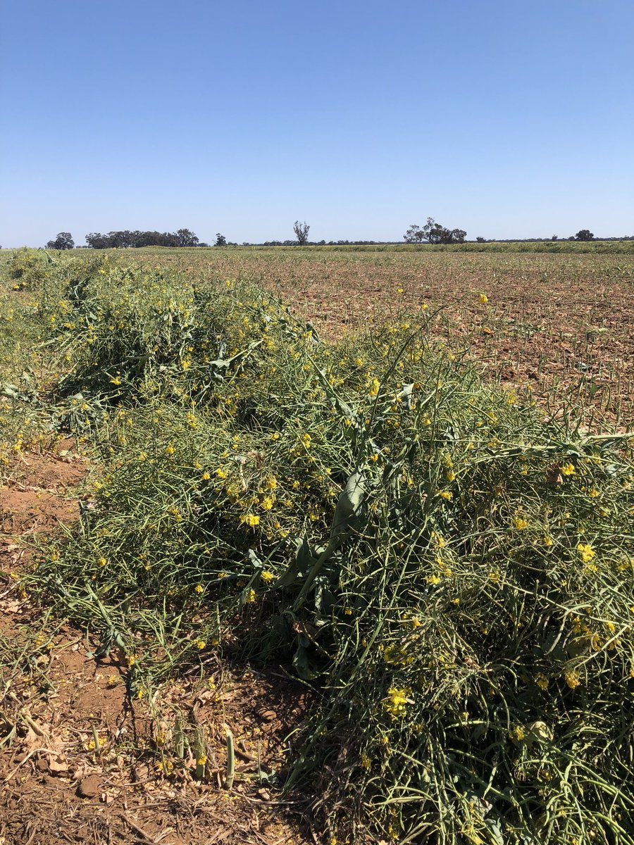 MarketCheck1's tweet photo. #Canola being cut for hay between Nullawil &amp; Wycheproof, southern Mallee VIC. Some farmers who have the option are banking on #hay revenue paying the bills this year https://t.co/U7kscstG8Z