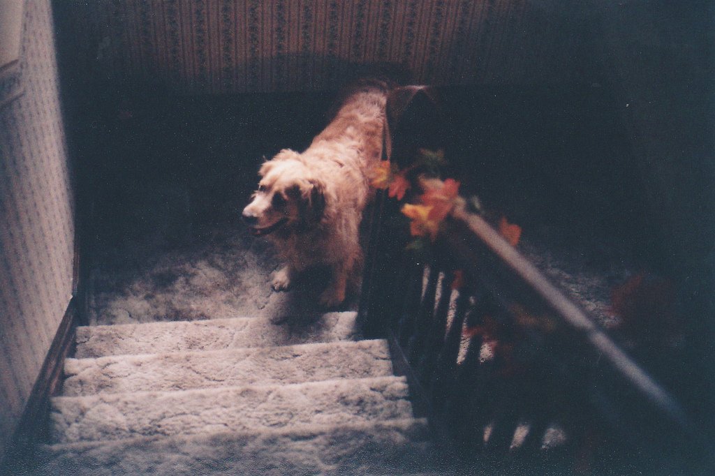 dog-o-matic : flegbleebl.bsky.social tweet media