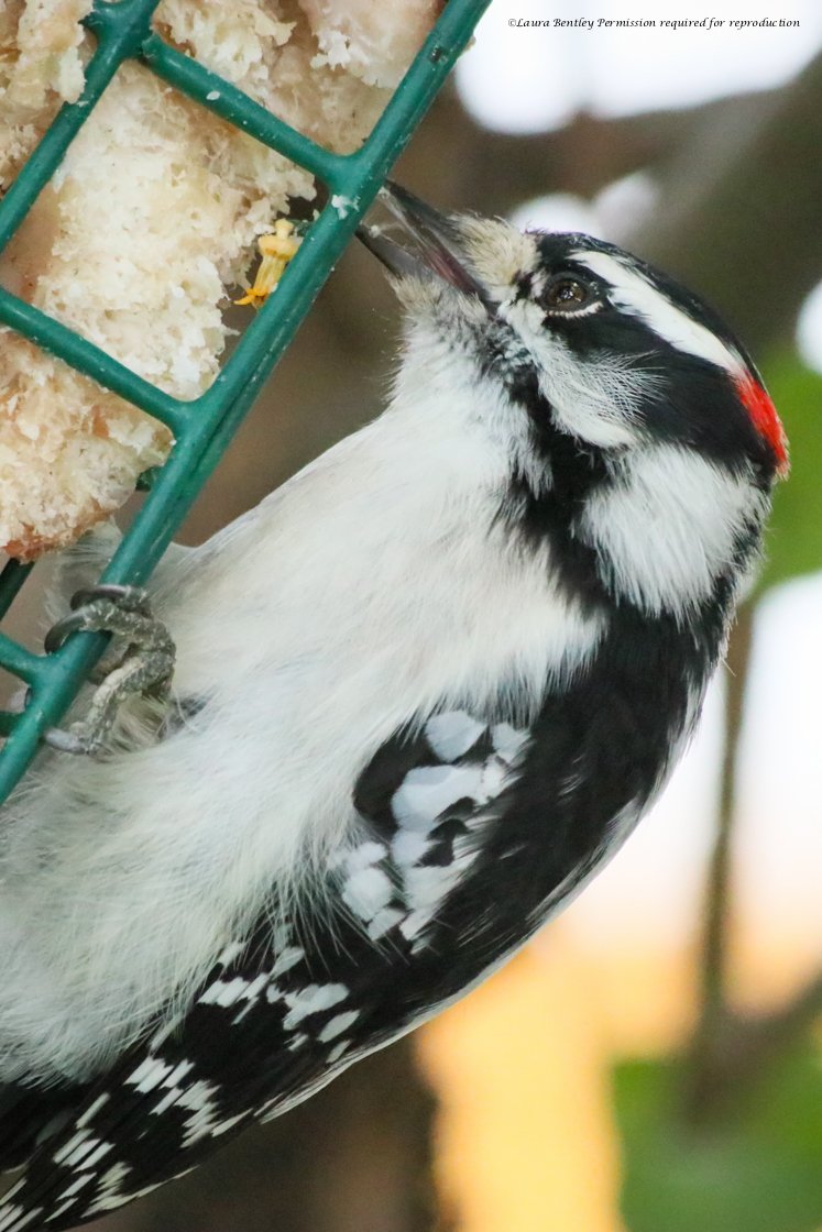 We made a deal, he agreed to show me his heart 3 times & I promised to keep the suet coming all of fall, winter & spring :) These #DownyWoodpeckers are a fav & they hadn't come all summer.