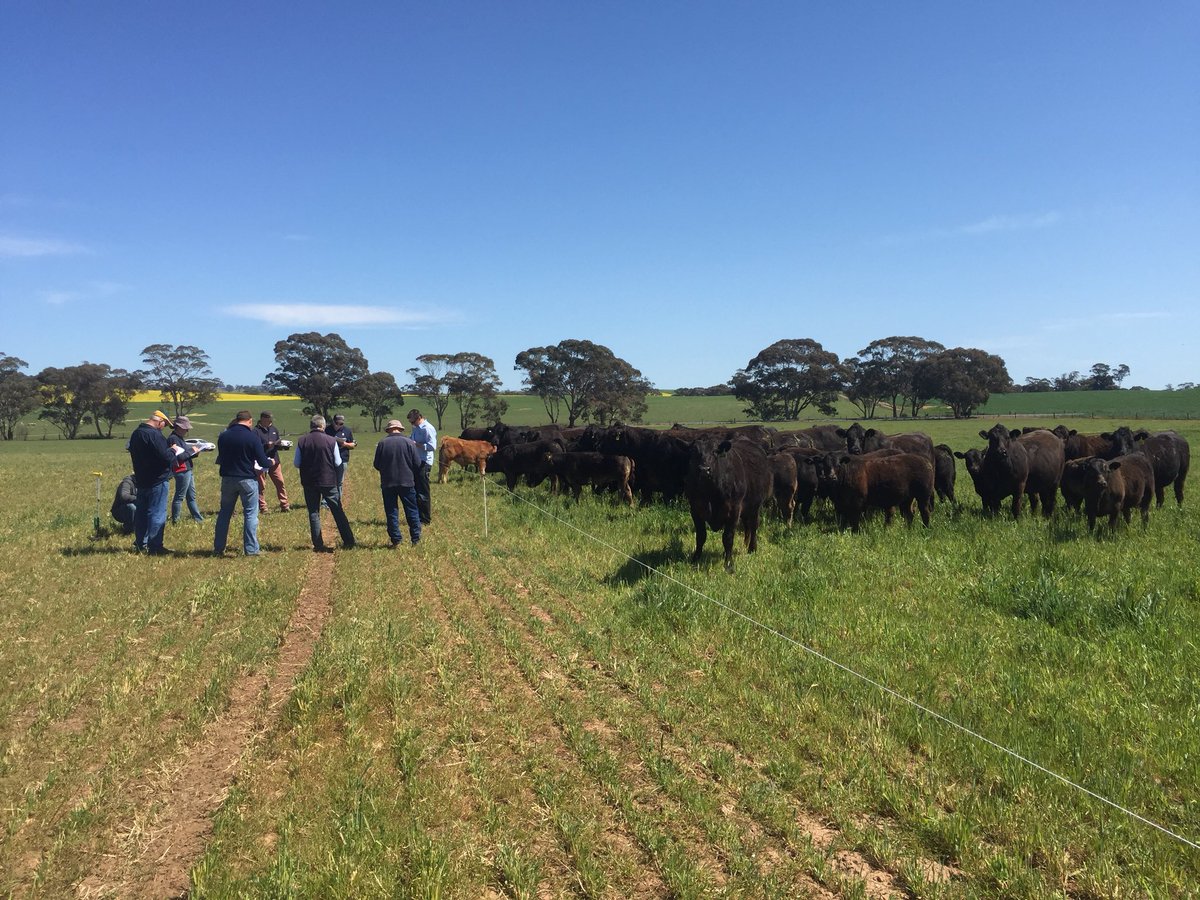 Great day out on a Pasture Principles coaching session looking at the return on investment in hotwires and cell grazing vs set stocking @Rural_Dir