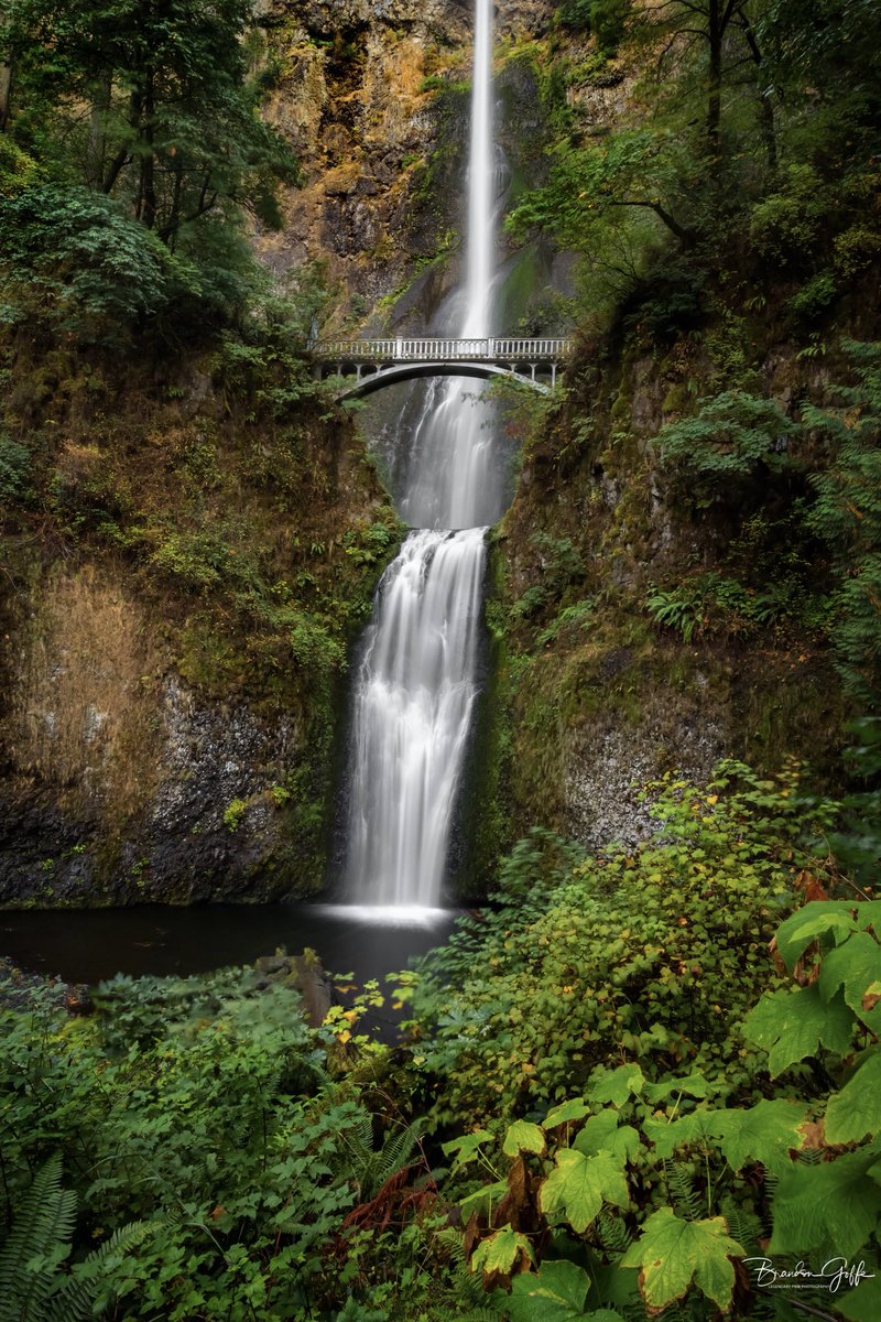 Beautiful Multnomah Falls 

#waterfall #multnomahfalls #gorge #columbiarivergorge #landscapephotography #canon #longexposure #bridge #historic #kgwweather #fall #foliage #pdxphotographer #photography