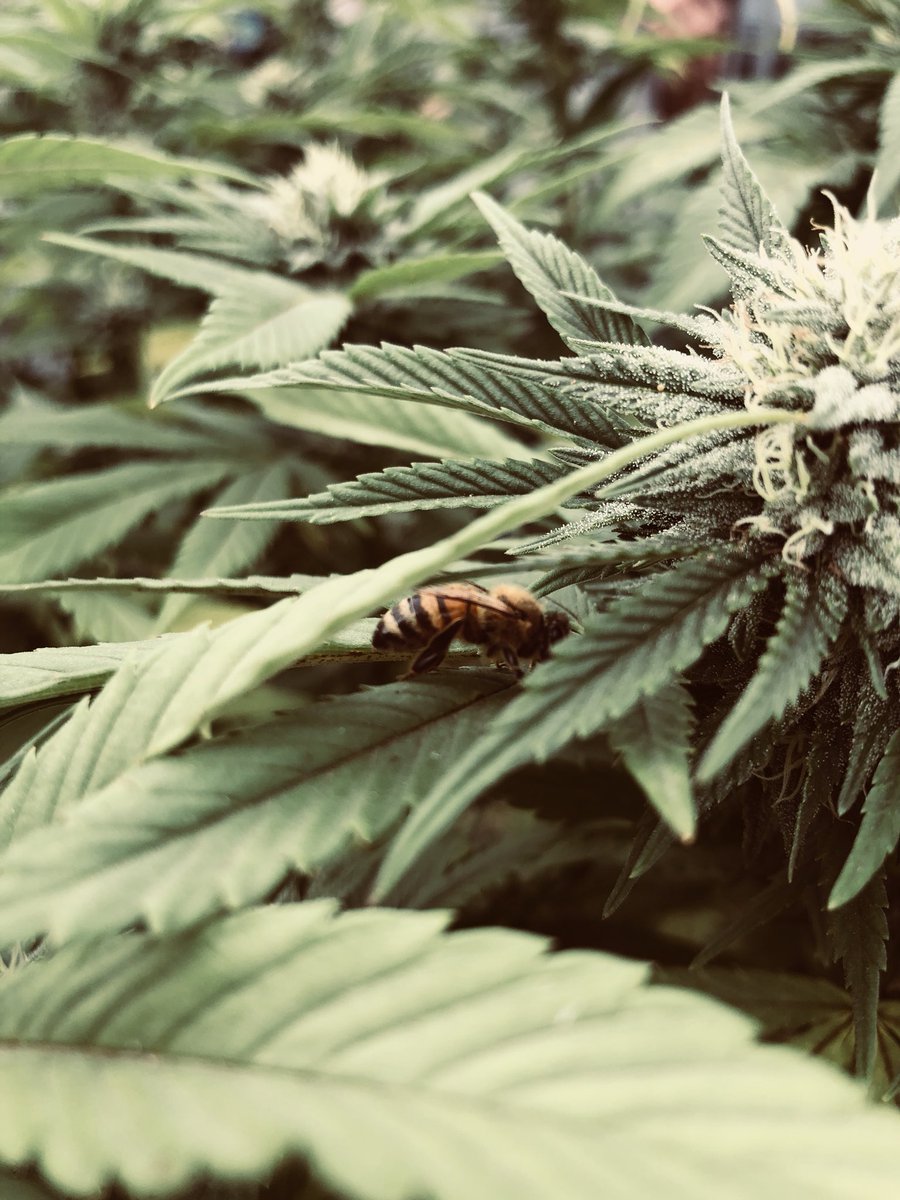 midnight_ruby94's tweet image. Playing peekaboo with a honeybee 🐝☺️ #oregon #marijuana #honeybee