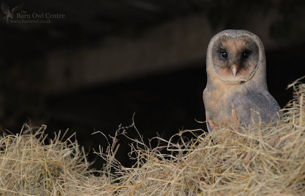 Barn Owl Centre On Twitter Morning All