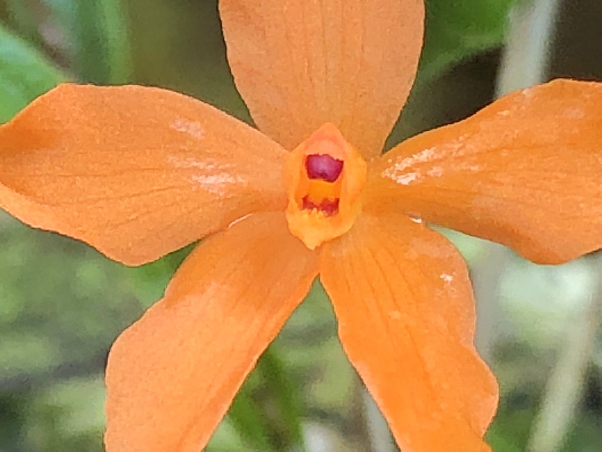MichaelBenedito's tweet photo. Neocogniauxia monophylla, a seldom seen, cool growing plant from the higher elevations of Jamaica. Even though it looks like a Sophronitis, DNA has shown it is more closely related to Pleurothallis and Masdevallia. https://t.co/ih0V9jUvrN