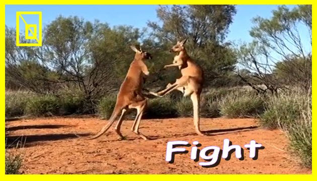 Animal Zoo Show (@AnimalZooShow) | Twitter