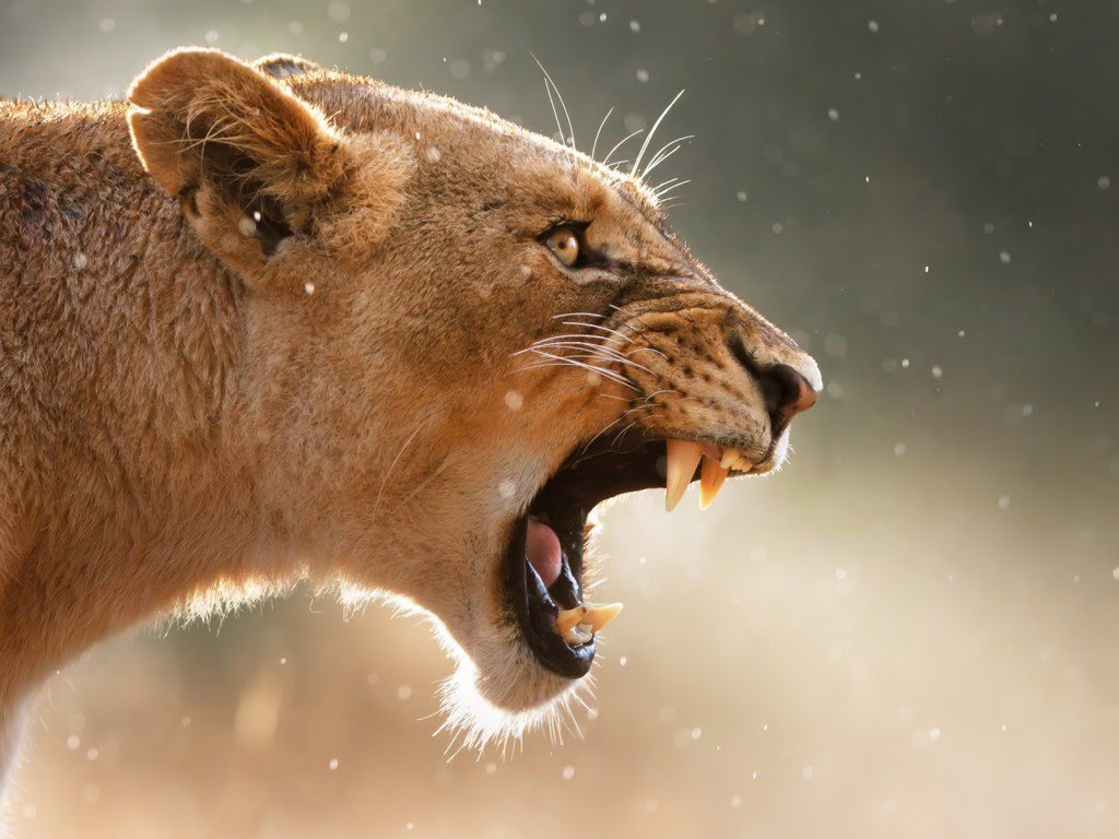 sportsHoHS's tweet image. Second of three games this week today when @HoHsGirlsSoccer hosts @MTH_Athletics beginning at 4:00 (JV) and 5:30 (Varsity). #backathome