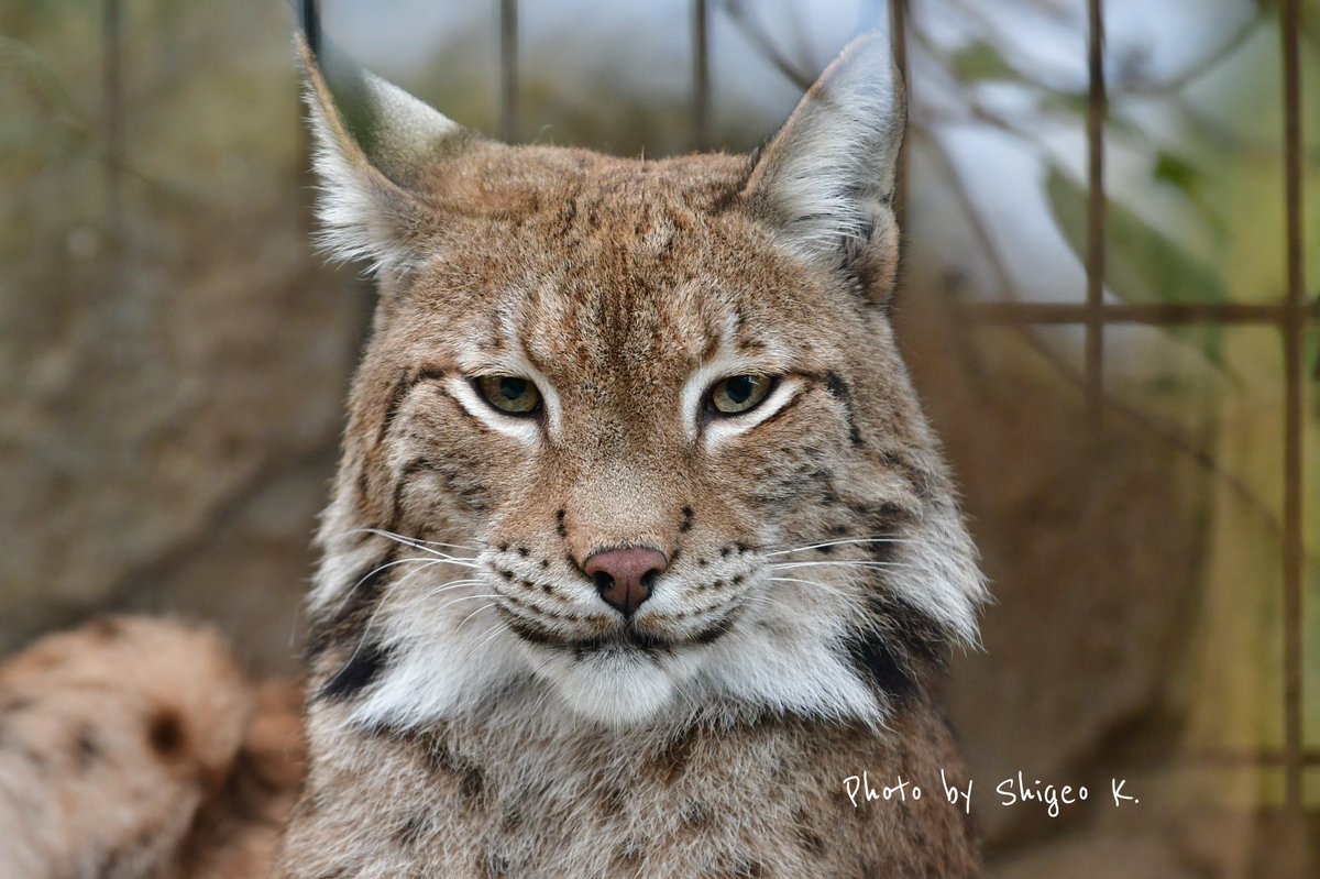 愛しき山猫 汝の名はマヌルネコ 8ページ目 Togetter 愛しき山猫 汝の名はマヌルネコ 8ページ目 Togetter