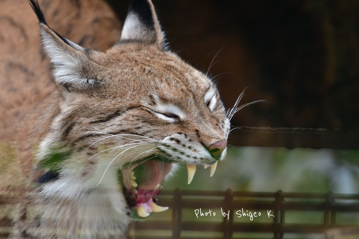 愛しき山猫 汝の名はマヌルネコ 8ページ目 Togetter 愛しき山猫 汝の名はマヌルネコ 8ページ目 Togetter