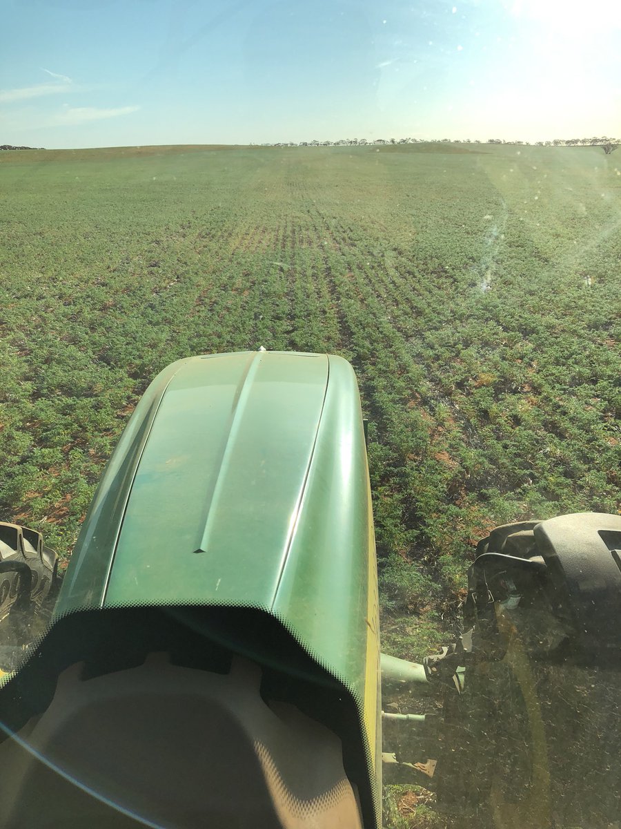 mrlange81's tweet image. Our crops this year are testament to the no till system. It has enabled us to get from one rain to the next. The cool September weather is very welcome. #limpinghome #plant18 #chickpea