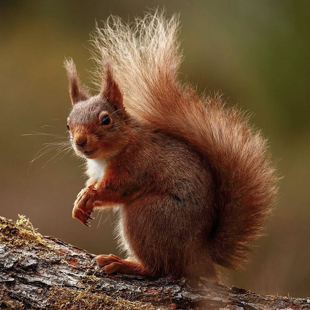 Got to show some love for these wee beauties on #RedSquirrelAwarenessWeek