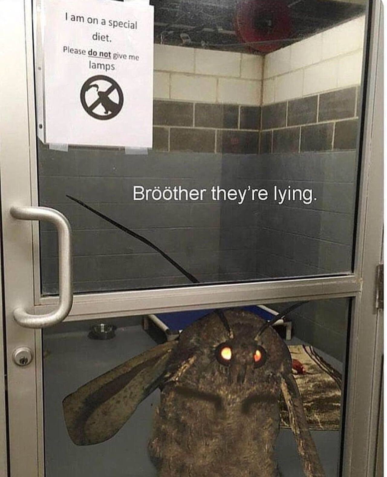 moth meme