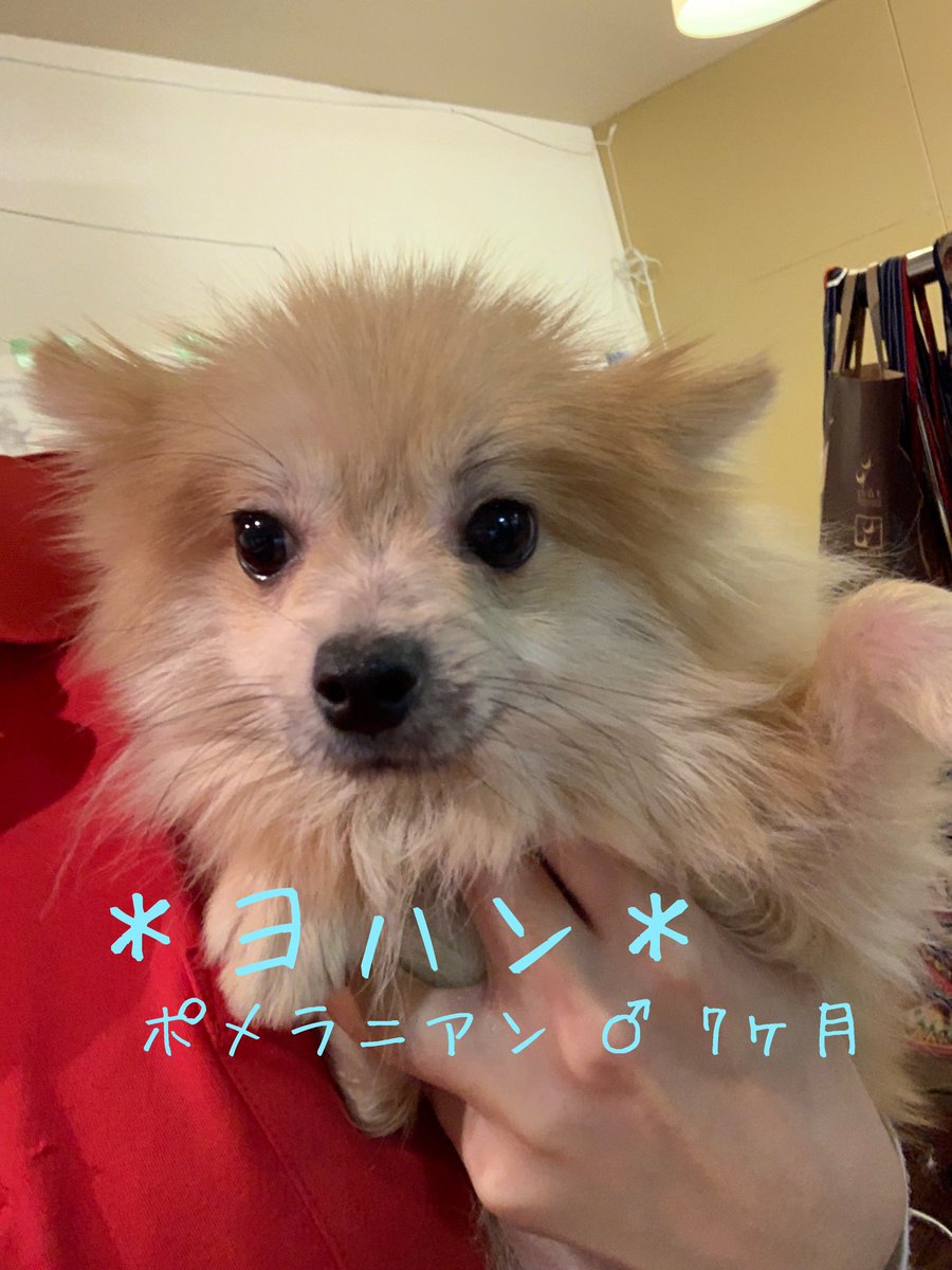 ポメラニアン 保護 犬