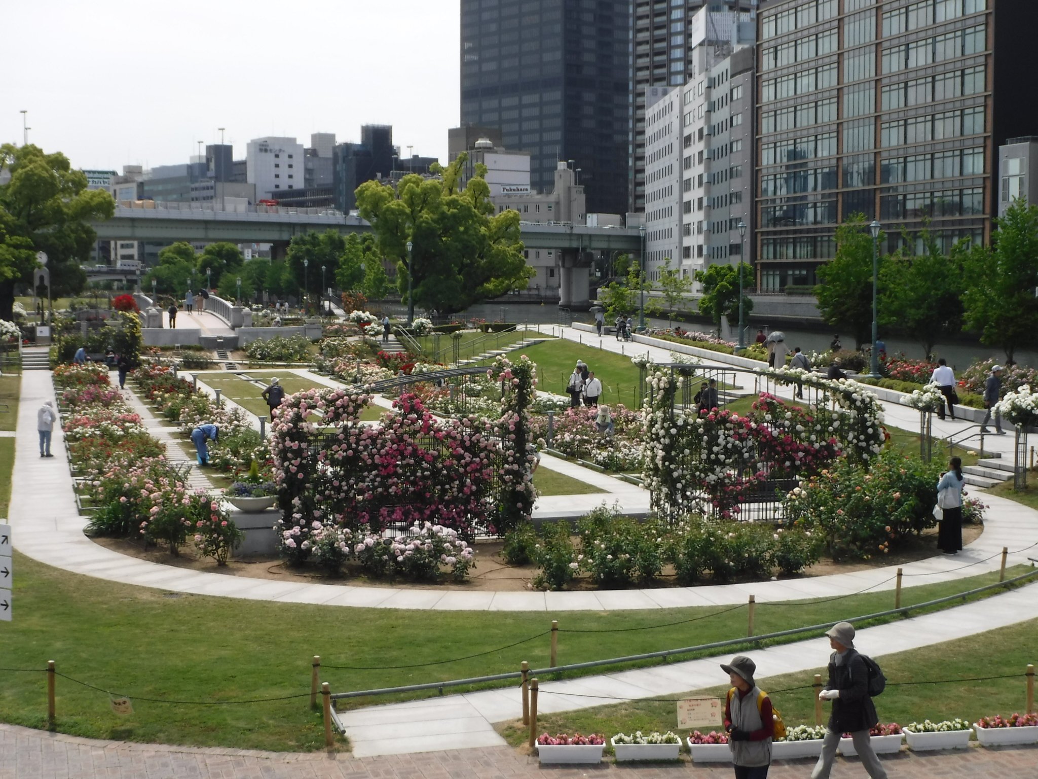 大阪市広報 市内2ヵ所のバラ園で 秋バラの開花にあわせローズツアーなどを開催中 鮮やかな花色と芳しい香りで 美しく咲くバラ 中之島公園では 奥深い秋バラの特色や歴史をご紹介 また長居植物園では ローズガイド や ローズヒップティー
