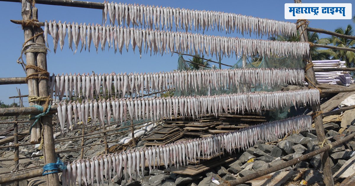 mataonline's tweet image. मोठे मासेच नाहीत; खवय्यांची भिस्त बोंबीलवर
mtonline.in/l8EcVZ&amp;lt; बातमी
#bombayduck #seafood