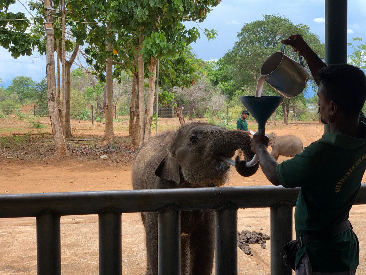 Dilmah's tweet photo. Baby Dilmah celebrates her first birthday at the Udawalawe Elephant Transit Home! Read her story here https://t.co/n09OsmGKVS

#BabyDilmah #Elephant #WildLife #ForLoversofLife #DilmahConservation #DiversityofLife #30YearsofDilmah #NoCompromise https://t.co/Pgpi1WJQGH