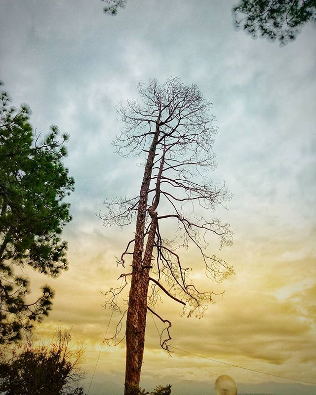 desiTraveler's tweet photo. Light changes hues as the mountain wind pushes cottoncandy clouds creating portals in sky for evening sunrays to kiss the pines. Only in hills you can see different colors of sky in one place. Image clicked during #bloggersbus trip using #SSTPhone or Sas… https://t.co/3ZgaOI1itf https://t.co/iDoiVlrpov