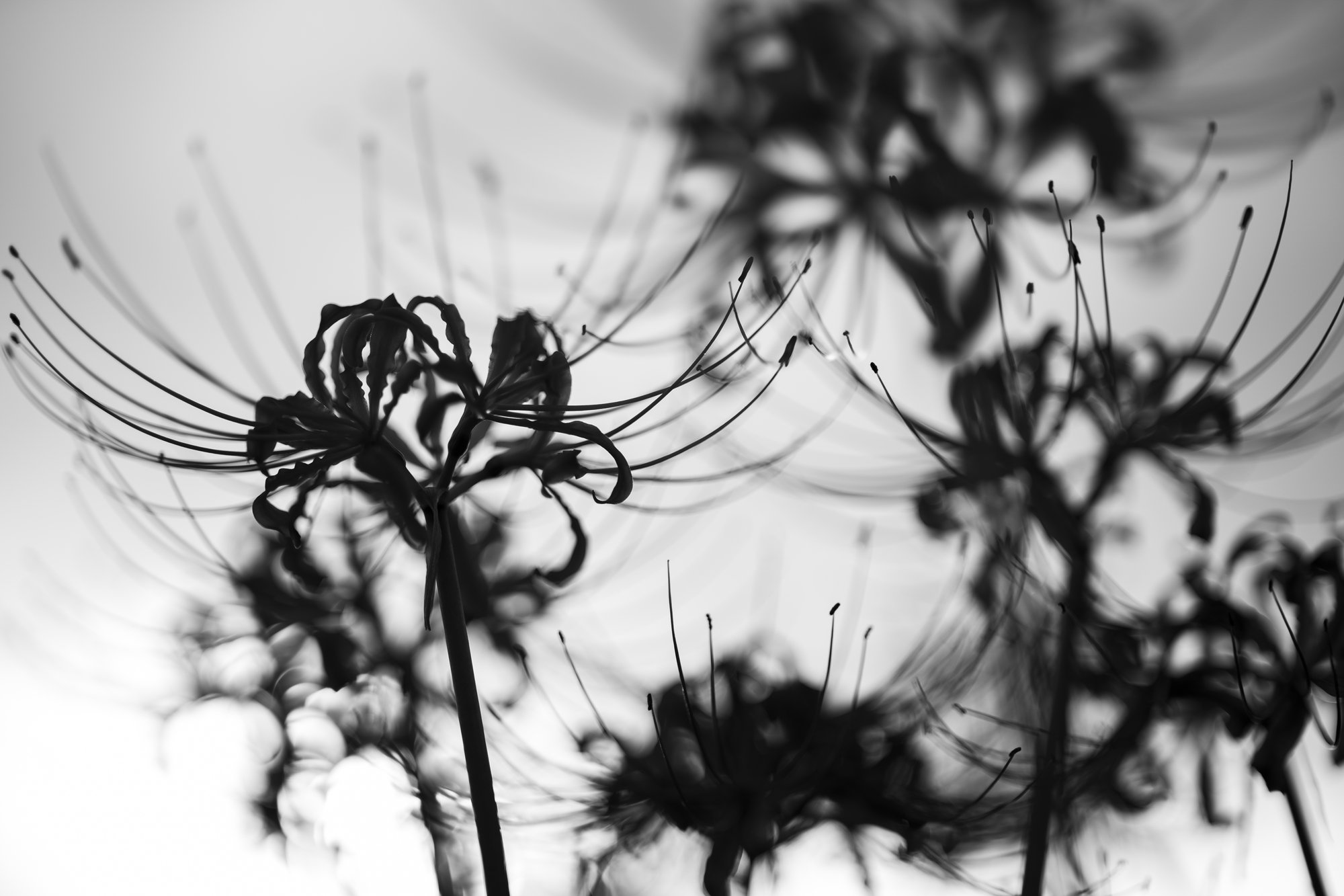 Masakin0712 彼岸花 影絵 写真好きな人と繋がりたい ファインダー越しの私の世界 キリトリセカイ 彼岸花 Monochrome T Co Hitrdjpjsj Twitter