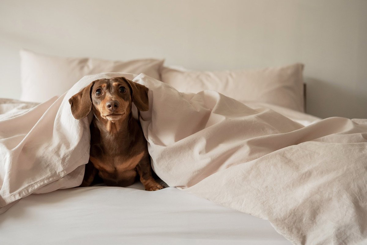 As the temperature drops and Autumnal leaves start to fall, you might be starting to think about upgrading your bedding. Luckily for you, Bedfolk have the ideal selection: ow.ly/UJyx30lXx4i #enkimaguk #TuesdayMotivation