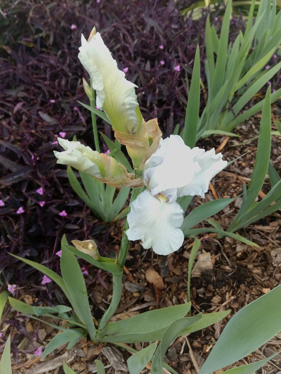 Mad_ab3's tweet photo. Iris x germanica nothovar. florentina #florentineiris #spring https://t.co/lIGxZR1e7E