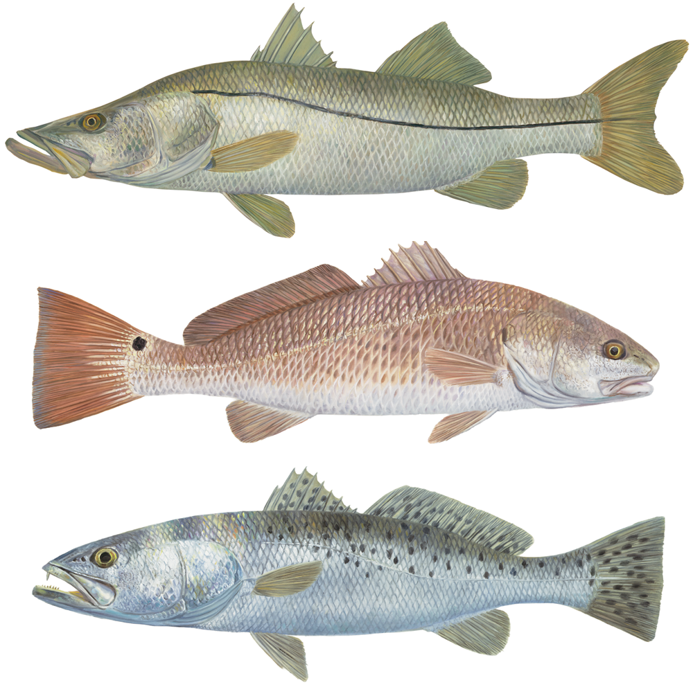 KittenswpDIGI's tweet photo. Inshore Fishing Decals Trout Redfish Snook https://t.co/WuqGhO98XL #BoatDecals https://t.co/Fj2HYpa4W7