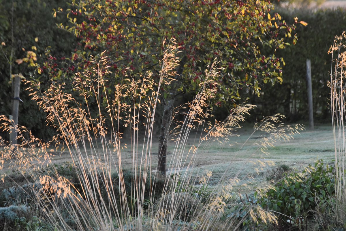 countrymousie's tweet photo. Visible white frost on the lawn this morning #suffolk #sunrise #eucalyptus #Autumn @BBCWthrWatchers #mygarden #iamnotreadyforthis https://t.co/lCeXSKYREc
