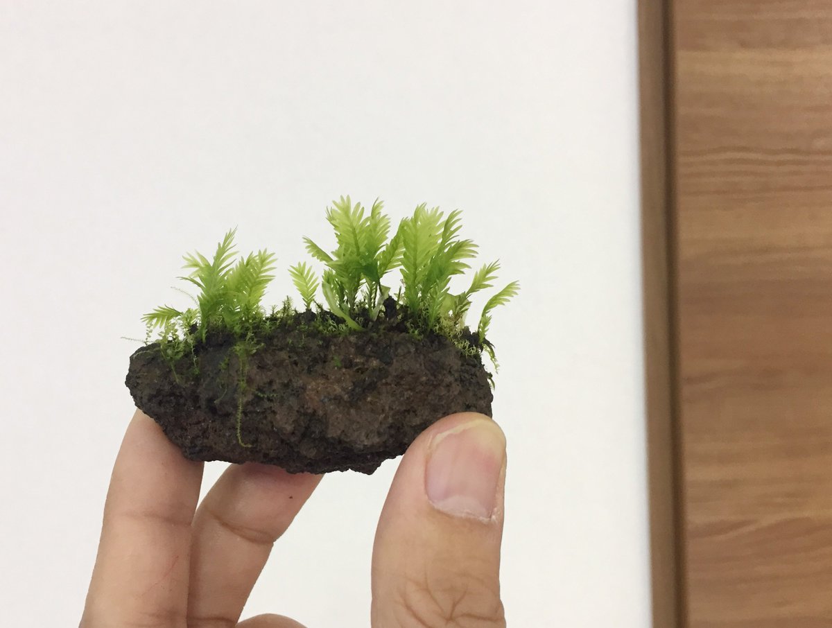 道草 Michikusa 魅せる苔テラリウムの作り方 5月中旬発売 On 道草 Michikusa 魅せる苔テラリウムの作り方 5月中旬発売 On