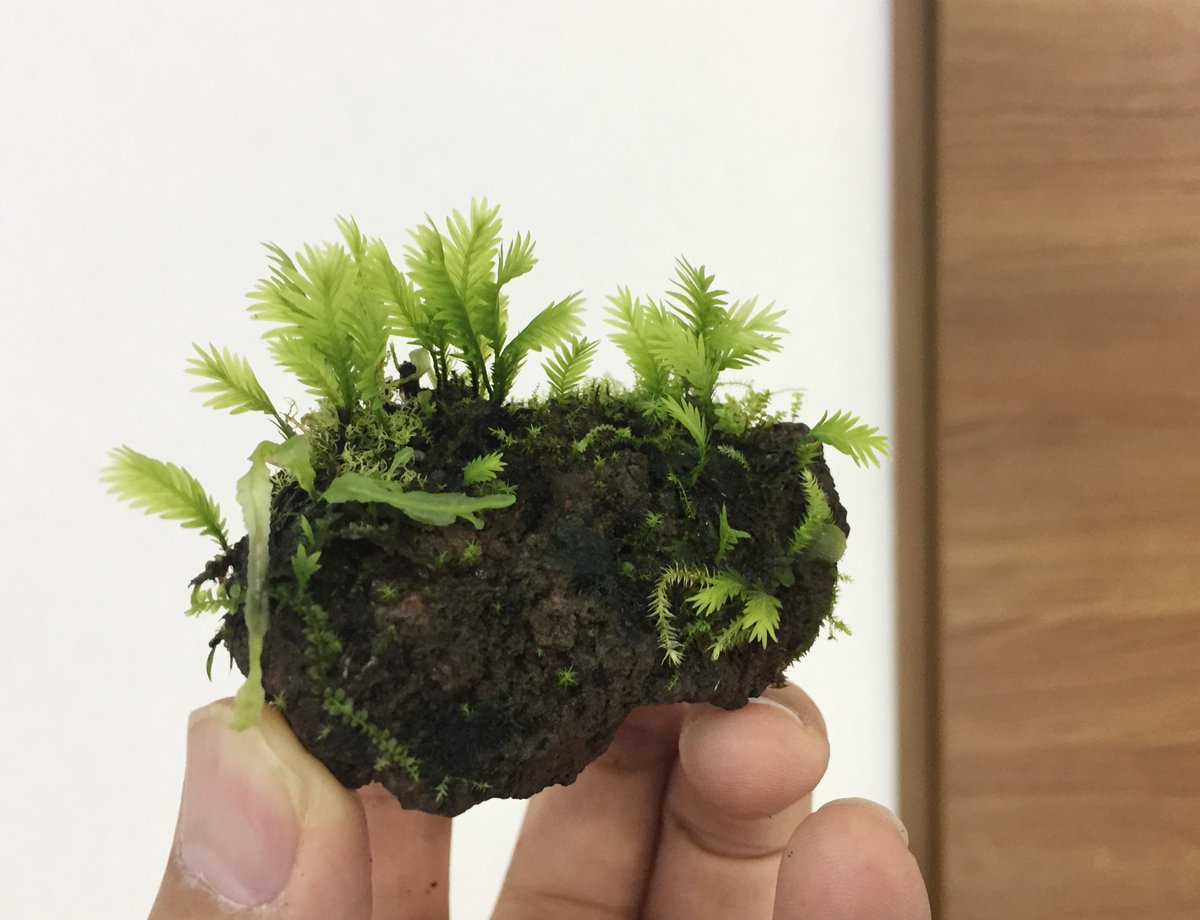 道草 Michikusa 魅せる苔テラリウムの作り方 5月中旬発売 On 道草 Michikusa 魅せる苔テラリウムの作り方 5月中旬発売 On