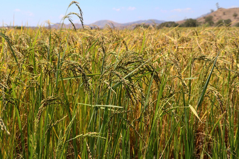 _positive_media's tweet photo. #Rice ready to #harvest. Before moving to this side of the world I really had no clue about how rice grew. 🍚🍚🍚

#Manatuto #TimorLeste #ExploreTheUndiscovered #MadeInTimor

@MDFGlobal @TOMAKTimorLeste @a_faulconbridge @InfoDili @raynorsophie @tanushrao @CatalpaDev @KCintheNYC https://t.co/V9vscPOqeZ