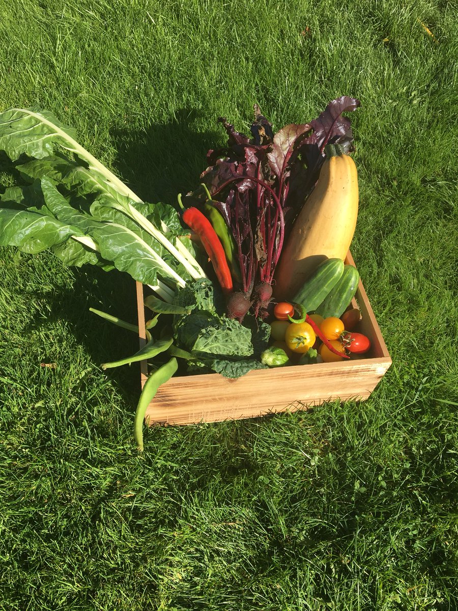 LittleLodgeFarm's tweet photo. Another veggie box, big adventure this year but people are ok with wonky organic veggies 🌶 🍅 https://t.co/AhP0PzhGRm