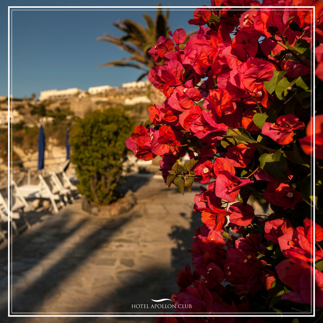 Hotel Apollon Club tweet media