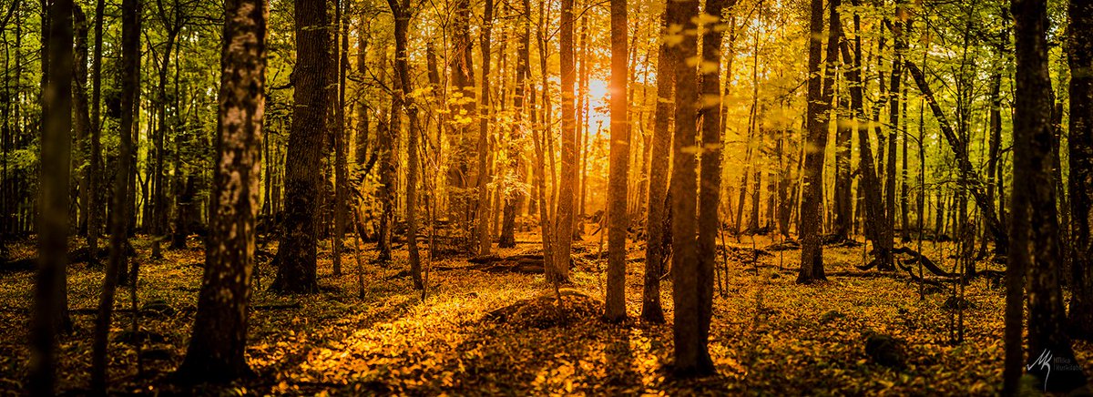 MikaKurkilahti's tweet photo. Lisää syksyn valoa Ruissalosta.
#Ruissalo #Turku #VisitTurku #syksy #retkeily #brenizermethod #Panorama #Autumn #nature #sunshine #wanderlust #outdoorlife #Finland https://t.co/EJb3cccvvM