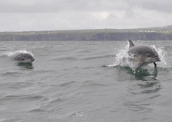ShannonFerries's tweet photo. Swap the wild life for the wildlife.
#ShannonFerries #Wildlife #WildAtlanticWay https://t.co/3X74mVeoFp