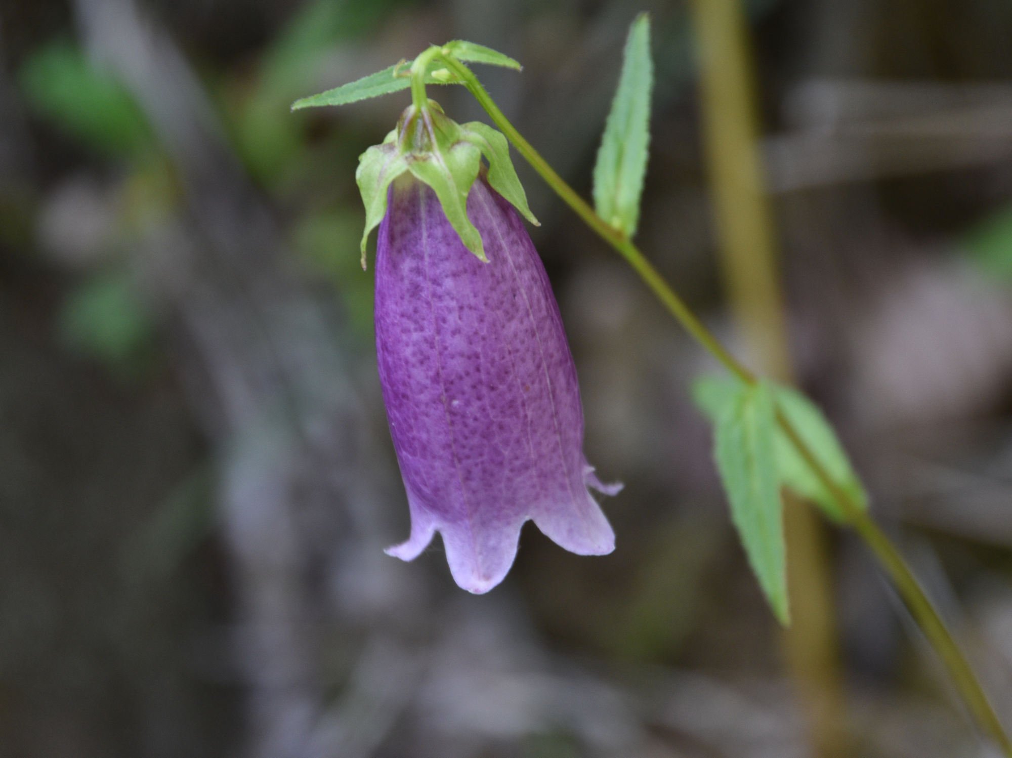 توییتر Koi در توییتر 紫の花 下向きに開いた花 ヤマホタルブクロ コバキボウシ T Co Wfniiqacgx