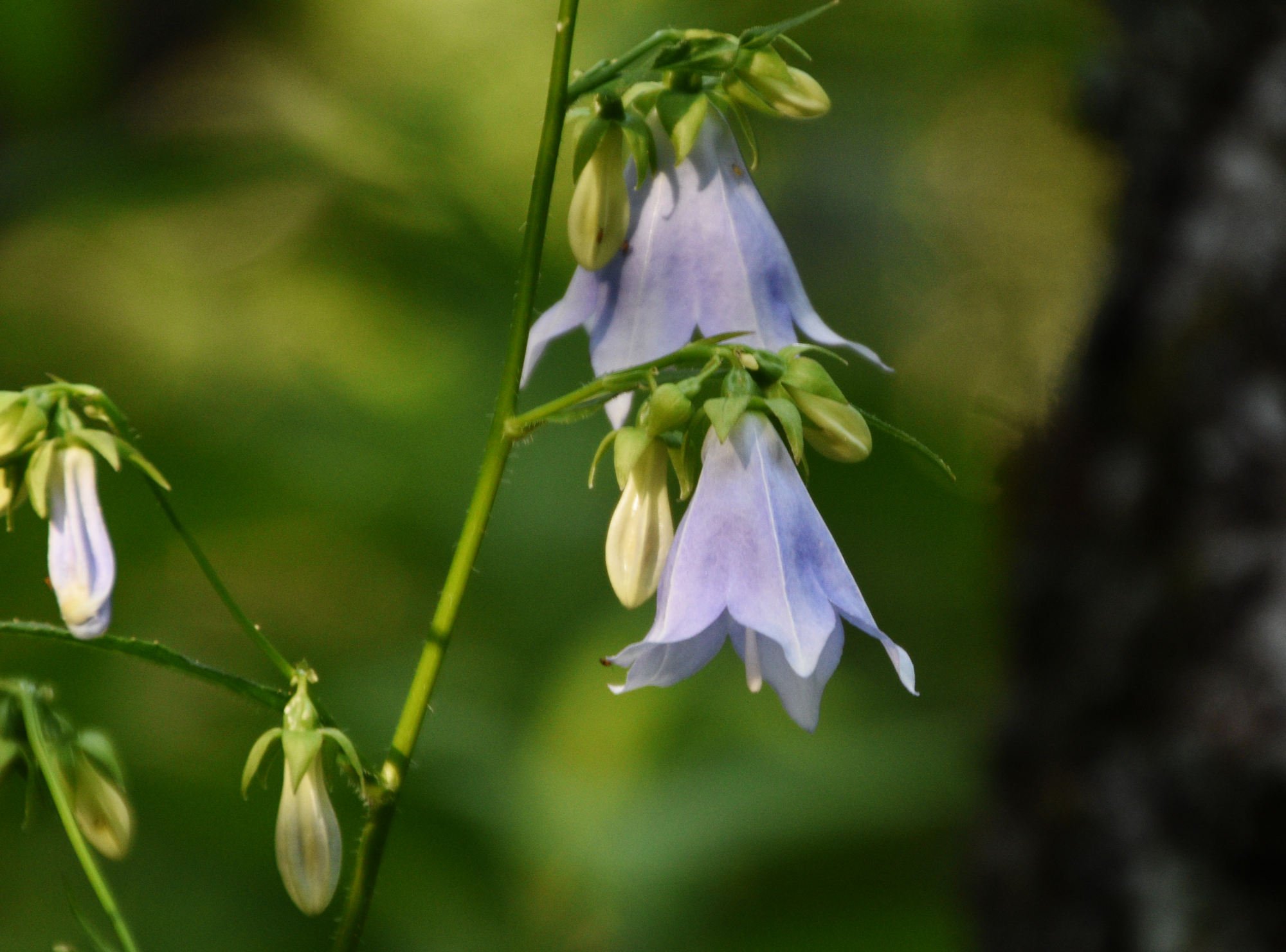 توییتر Koi در توییتر 紫の花 下向きに開いた花 ヤマホタルブクロ コバキボウシ T Co Wfniiqacgx