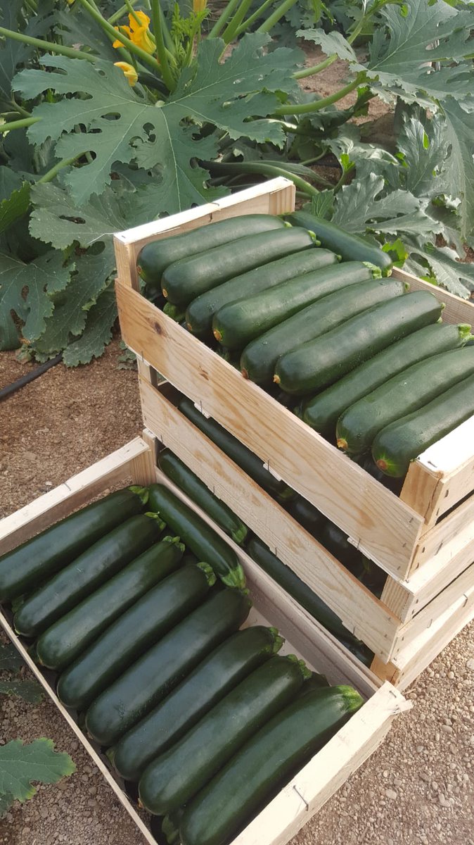 Así de bonito luce nuestro Calabacín MÍTICA F1! 😍

➡️📅Trasplantado el 9 de Agosto en Las Norias.

#CLAUSE #VEGETABLE #SEEDS