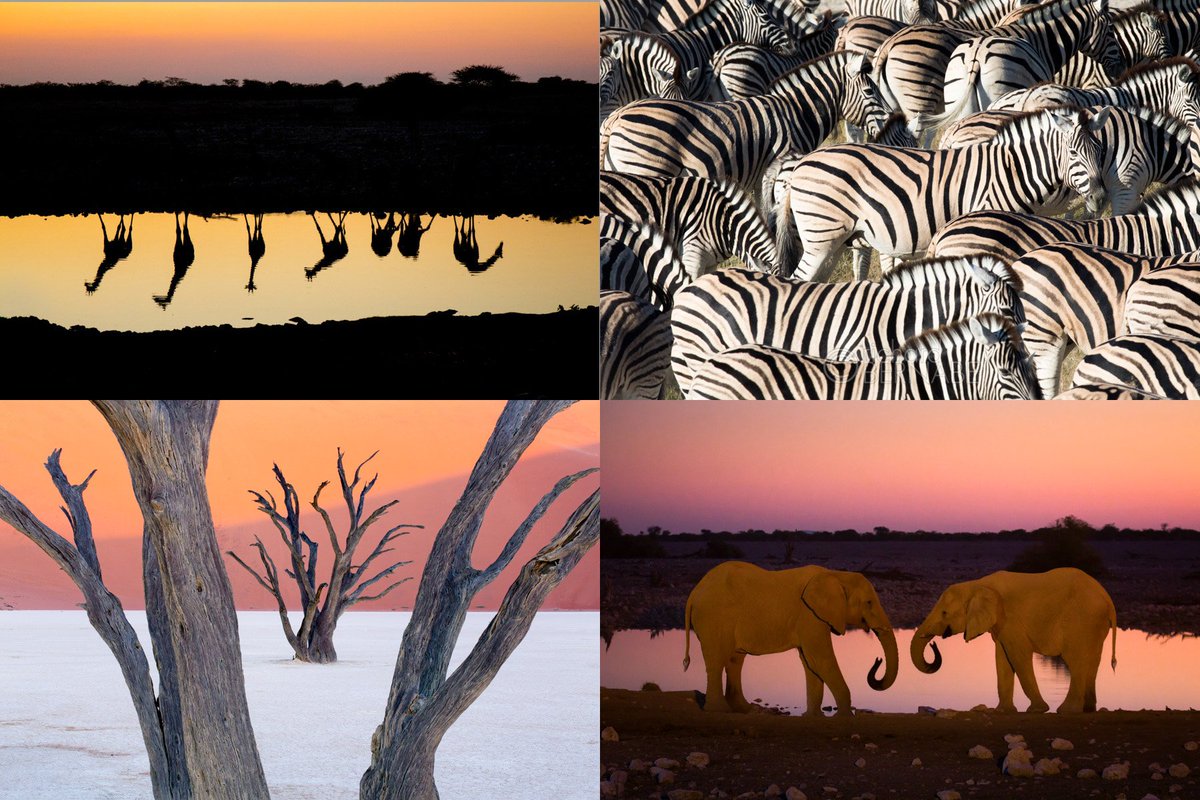 bernabephoto's tweet photo. Wild Namibia 2019
https://t.co/SqLTxzfadn https://t.co/LfsZRt6LIk