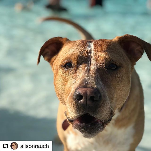 greenvillerec's tweet photo. It’s tough to live your best doggy life without making it out to Waggin’ at the Waterpark. #Repost @alisonrauch ・・・
Just living my best life @greenvillerec Waggin’ at the Waterpark #wagginatthewaterpark #gvldogs #dogsofgvl #pitbullsofinstagram #green… https://t.co/ow5IHglzK9 https://t.co/BJbsIsODAt