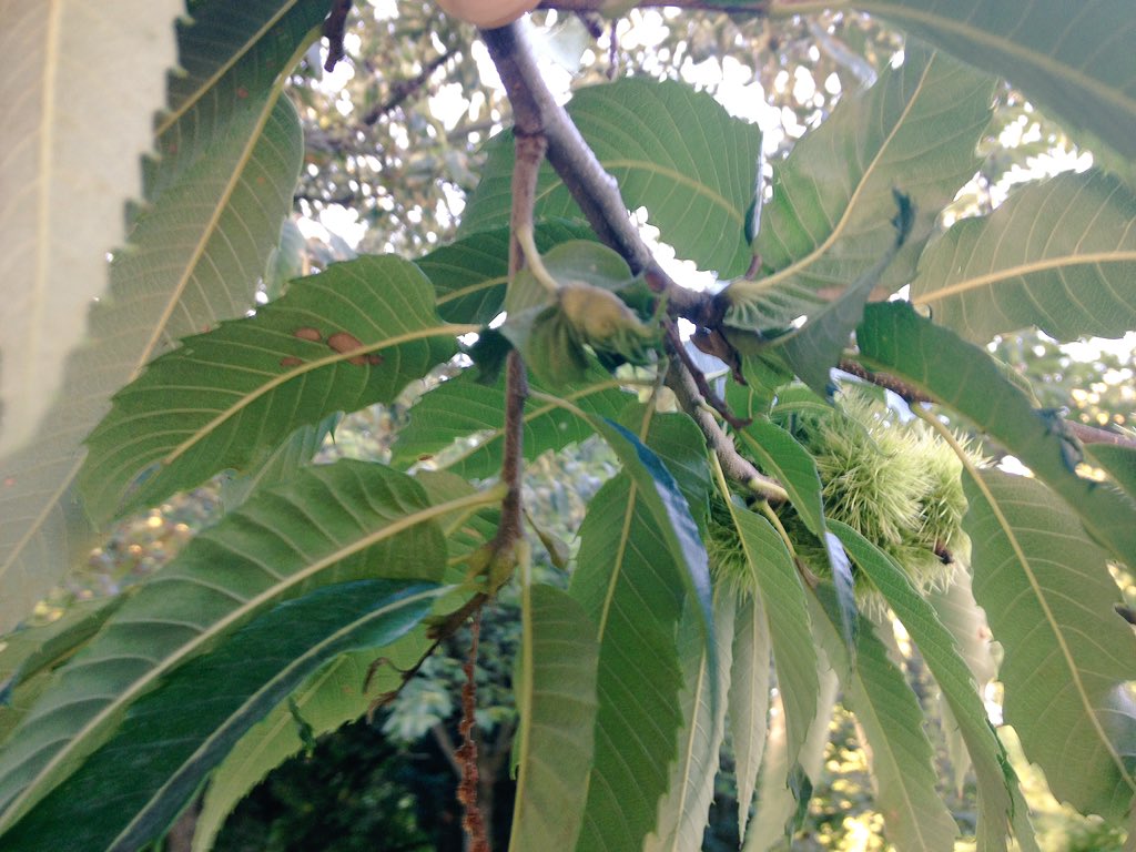 Cantalou15's tweet photo. #châtaignes #Cynips #Paris parc Montsouris https://t.co/mi2SSBFPFL