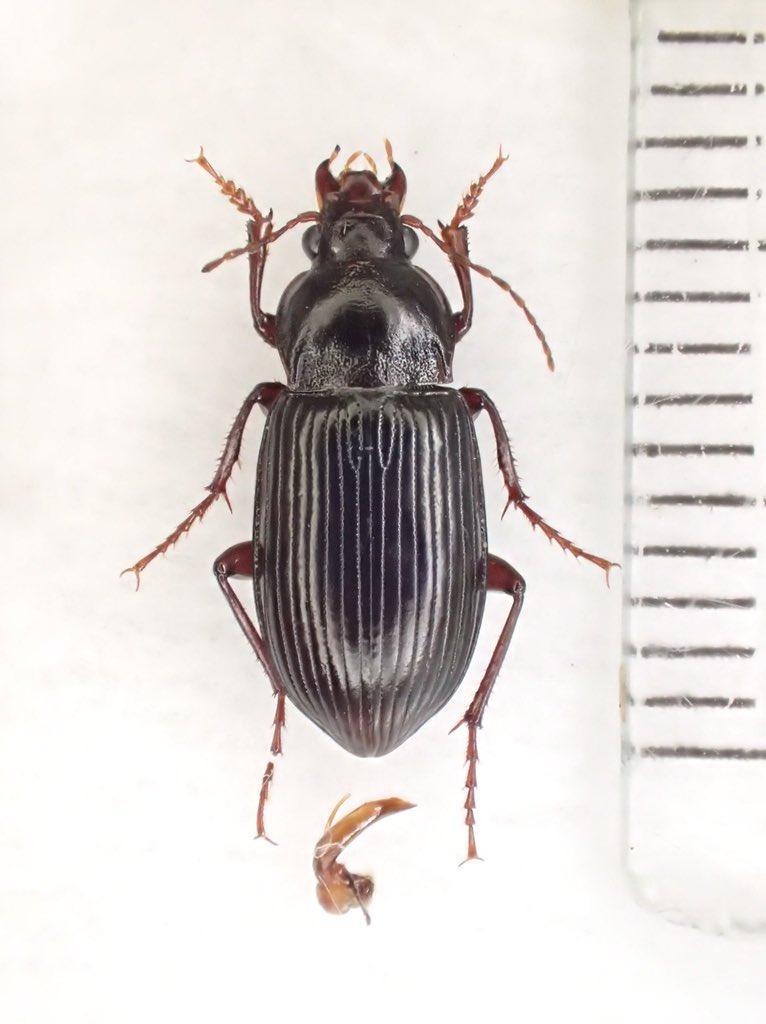 シンシュウマルガタゴミムシ