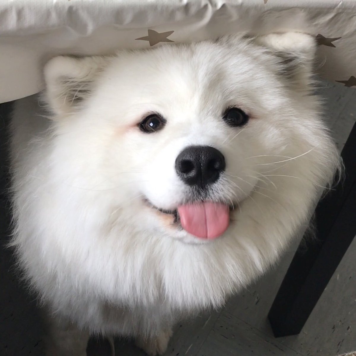 Mayapolarbear tweet media