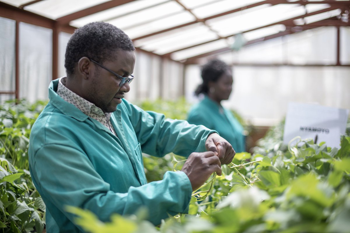 Want to keep up with the latest on the use of sweetpotato for profit and health then follow <a href="/oursweetpotato/">sweetpotatoknowledge</a> <a href="/TedCarey1/">Ted Carey</a> <a href="/MandradeCIP/">Maria Andrade</a> <a href="/vnereah/">Vivian Nerea</a>  <a href="/Ag_economist/">Kirimi Sindi</a> <a href="/OgeroKo/">Kwame Ogero, PhD</a> <a href="/JanLow1/">Jan Low</a> @Muzhingi_T <a href="/projectbnfb/">BNFB Project</a> as they share highlights from #2018SPHI