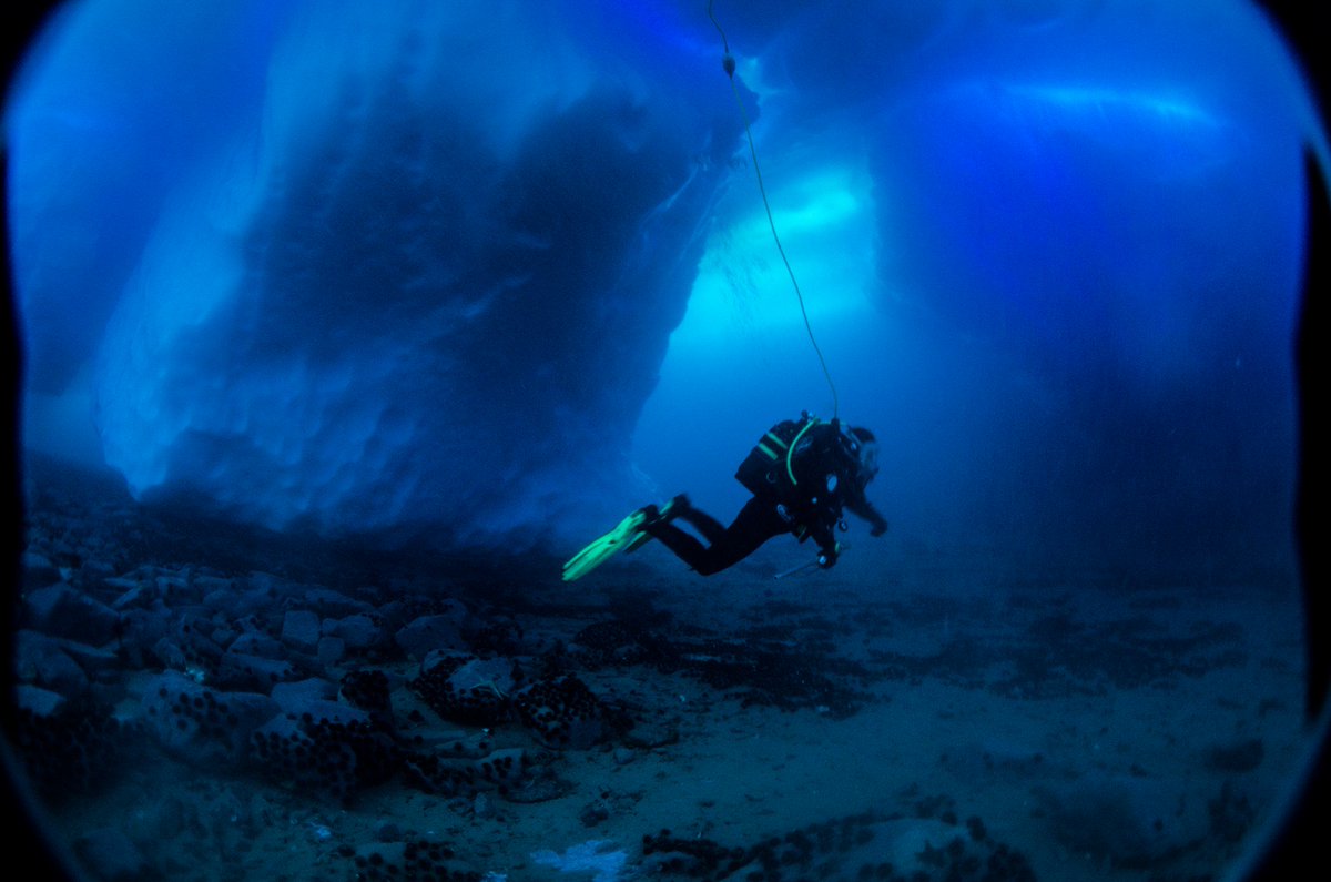 Grounded icebergs scour the sea bed, the challenges of scuba diving in #Antarctica; marine biologists under the ice in Hangar Cove, near Rothera Station, Adelaide Island, pic Marlon Clark <a href="/BAS_News/">British Antarctic Survey 🐧</a> <a href="/NERCscience/">Natural Environment Research Council</a>