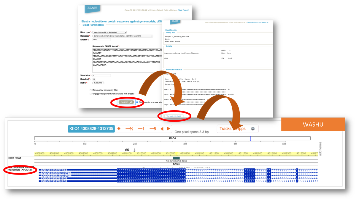 Aniseed_DB's tweet photo. [ ANISEED ]
You can  now access to transcript information directly from a blast result on WashU ! #TunicateCommunity https://t.co/9YKk1KYNRI