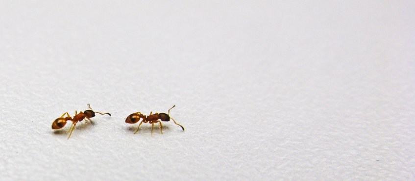 ricgallotti's tweet image. "How ants move: individual and collective scaling properties" | Today, 17:45 in Room: 5 of #ccs2018 @ccs18gr