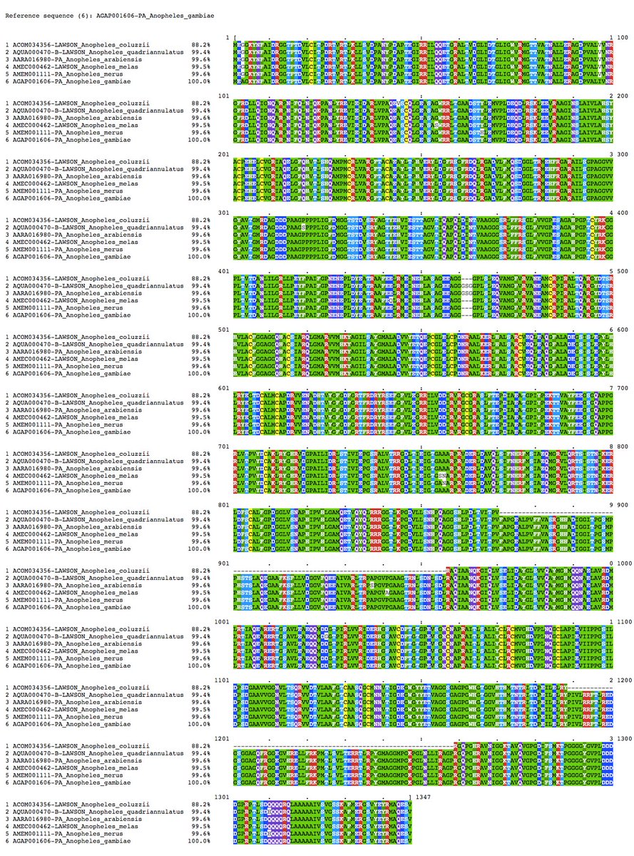 VBannotator's tweet image. 5-oxoprolinase. 1 split and 2 edits. Only 2 exons but 1350 aa. Gaps in #coluzzii are in the assembly. #Anopheles #gambiae #complex #VBannotation