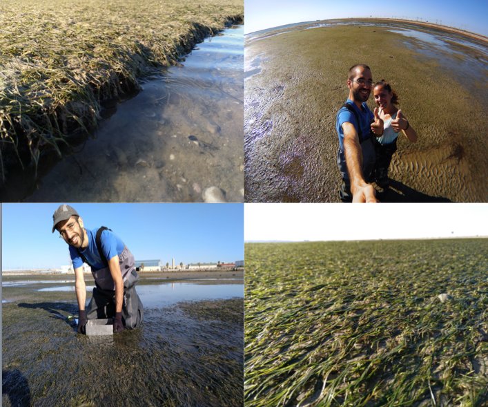 Bilateral fieldwork with #proyectoPRADERA team! Here, #seagrass of #CadizBay (Spain)
Gran muestreo de #praderasmarinas en #BahíaDeCádiz para #proyectoPRADERA

👁️👉pradera.ihcantabria.es

@MazarrasaInes @FBiodiversidad #Biodiversidad
#Biodiversity #MarineResearch #OurOcean