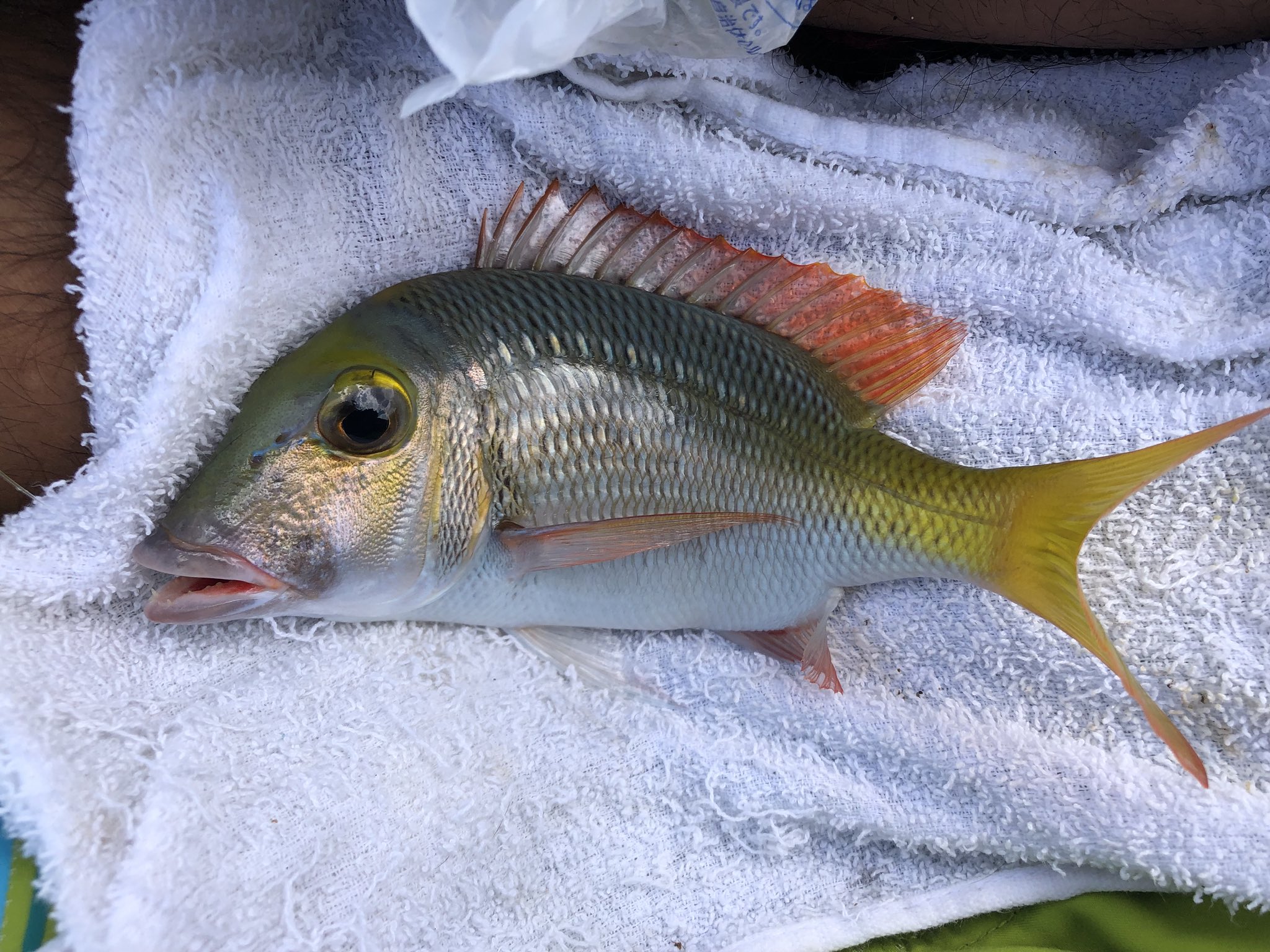 さかな芸人ハットリ フエフキダイ科とフエダイ科 ごっちゃになりやすいけれど釣って触れてみて思うのは 見た目の雰囲気や引きなどが フエフキはタイっぽくてフエダイはスズキっぽいってこと 写真はイソフエフキとアミメフエダイ 300種類の魚を釣るまで