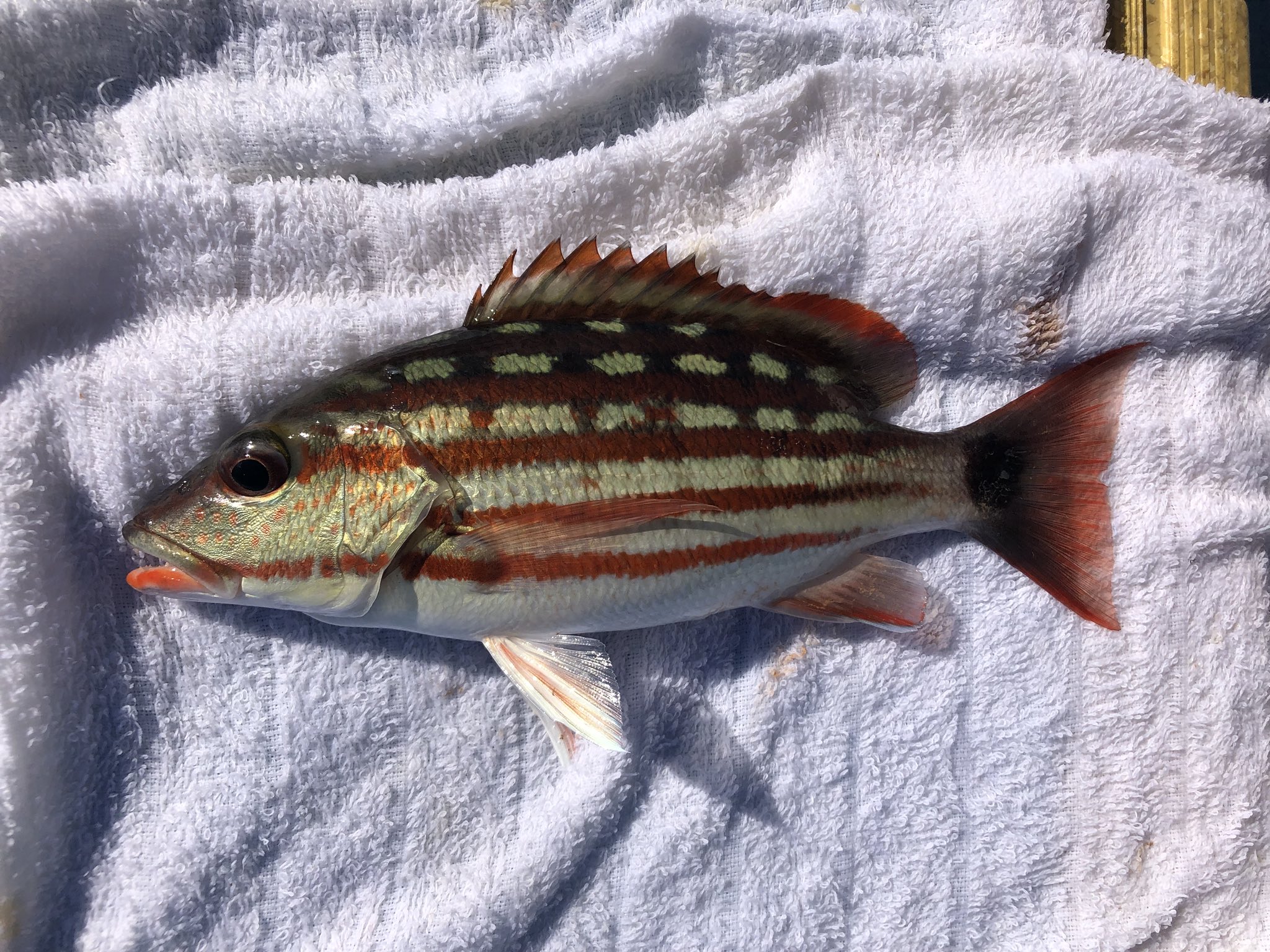 さかな芸人ハットリ フエフキダイ科とフエダイ科 ごっちゃになりやすいけれど釣って触れてみて思うのは 見た目の雰囲気や引きなどが フエフキはタイっぽくてフエダイはスズキっぽいってこと 写真はイソフエフキとアミメフエダイ 300種類の魚を釣るまで