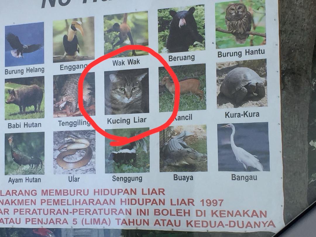 Wan H on Twitter "Larangan memburu hidupan liar. Tapi bila perhati
